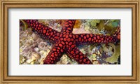 Sea Star Fine Art Print