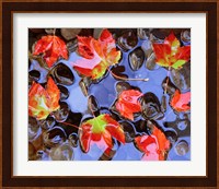 Close-Up Of Maple Leaves In The Water Fine Art Print