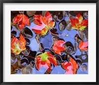 Close-Up Of Maple Leaves In The Water Fine Art Print