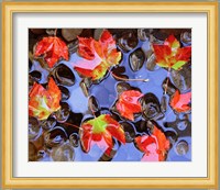 Close-Up Of Maple Leaves In The Water Fine Art Print