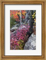 Autumn Color Foliage And Boulders Along Saint Louis River, Minnesota. Fine Art Print