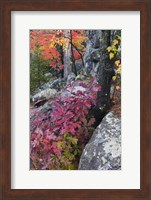 Autumn Color Foliage And Boulders Along Saint Louis River, Minnesota. Fine Art Print