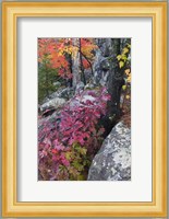 Autumn Color Foliage And Boulders Along Saint Louis River, Minnesota. Fine Art Print