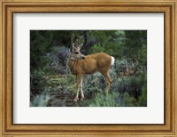 Young Mule Deer Buck, Grand Canyon National Park, Arizona Fine Art Print