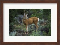 Young Mule Deer Buck, Grand Canyon National Park, Arizona Fine Art Print