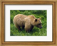 Rain-Soaked Grizzly Bear In Grass, Profile, Denali National Park, Alaska Fine Art Print