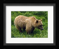 Rain-Soaked Grizzly Bear In Grass, Profile, Denali National Park, Alaska Fine Art Print