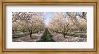 Almond Trees In An Orchard, Central Valley, California Fine Art Print