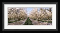 Almond Trees In An Orchard, Central Valley, California Fine Art Print