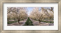 Almond Trees In An Orchard, Central Valley, California Fine Art Print