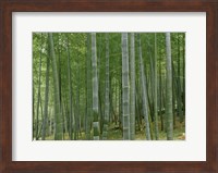 Bamboo Trees In A Forest, Fukuoka, Japan Fine Art Print