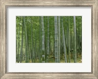 Bamboo Trees In A Forest, Fukuoka, Japan Fine Art Print