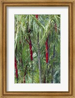 Bamboo And Palm Trees In A Forest Fine Art Print