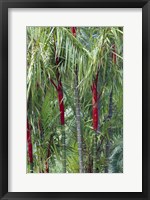 Bamboo And Palm Trees In A Forest Fine Art Print