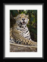 Close-Up Of A Jaguar Snarling Fine Art Print