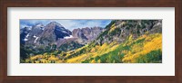 Aspen Trees In Autumn With Mountains In The Background, Elk Mountains, Colorado Fine Art Print