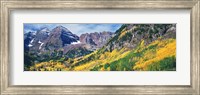 Aspen Trees In Autumn With Mountains In The Background, Elk Mountains, Colorado Fine Art Print