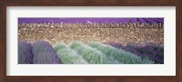 Lavender Growing Beside Dry-Stone Wall, Somerset, England Fine Art Print