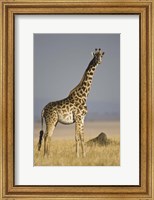 Masai Giraffe Standing In A Forest, Kenya Fine Art Print