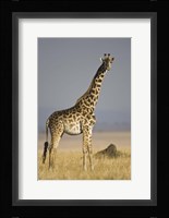 Masai Giraffe Standing In A Forest, Kenya Fine Art Print