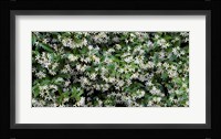 White Flowers In Bloom, Sacramento, California Fine Art Print