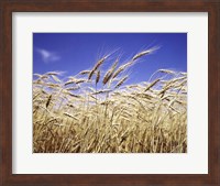 Close-Up Of Heads Of Wheat Stalks Against Blue Sky Fine Art Print