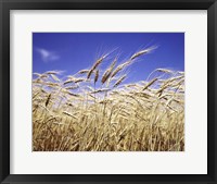 Close-Up Of Heads Of Wheat Stalks Against Blue Sky Fine Art Print