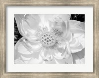 Close-Up Of American White Waterlily Flower Fine Art Print