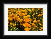 California Poppies And Canterbury Bells Growing In A Field Fine Art Print