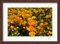 California Poppies And Canterbury Bells Growing In A Field Fine Art Print