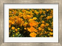 California Poppies And Canterbury Bells Growing In A Field Fine Art Print