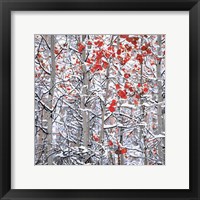 Snow Covered Aspen Trees Fine Art Print