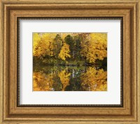Autumn Trees In A Park, Delnor Woods Park, St. Charles, Illinois Fine Art Print