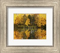 Autumn Trees In A Park, Delnor Woods Park, St. Charles, Illinois Fine Art Print