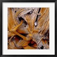 Bark Of Spruce Tree Fine Art Print