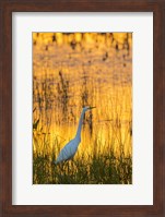 Great Egret At Sunset, Viera Wetlands, Florida Fine Art Print