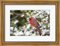 Close-Up Of Male Northern Cardinal In American Holly Fine Art Print