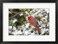 Close-Up Of Male Northern Cardinal In American Holly Fine Art Print