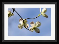Close-Up Of Flowering Dogwood Flowers On Branches, Atlanta, Georgia Fine Art Print