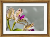 Close-Up Of Orchid Flowers In Bloom Fine Art Print