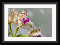 Close-Up Of Orchid Flowers In Bloom Fine Art Print