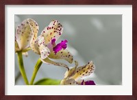 Close-Up Of Orchid Flowers In Bloom Fine Art Print