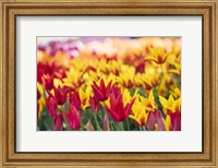 Tulip Blooming In A Garden, Washington State Fine Art Print