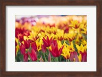 Tulip Blooming In A Garden, Washington State Fine Art Print