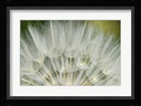 Close-Up Of Dandelion Seed, Lockport Prairie Nature Preserve, Illinois Fine Art Print