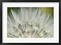 Close-Up Of Dandelion Seed, Lockport Prairie Nature Preserve, Illinois Fine Art Print