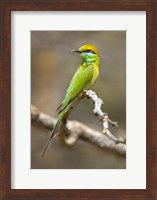 Green Bee-Eater Perching On Branch, India Fine Art Print