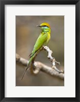 Green Bee-Eater Perching On Branch, India Fine Art Print