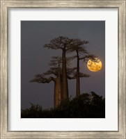 Baobabs And Moon, Morondava, Madagascar Fine Art Print