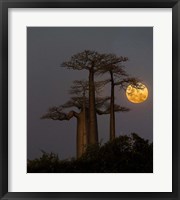 Baobabs And Moon, Morondava, Madagascar Fine Art Print